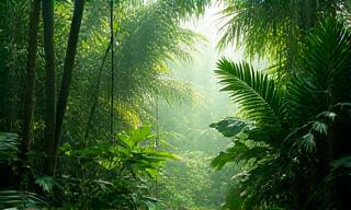 Image representing Amazon rainforest sounds